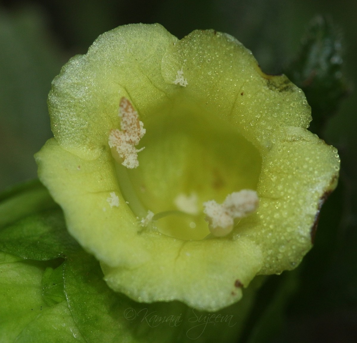 Strobilanthes calycina Nees